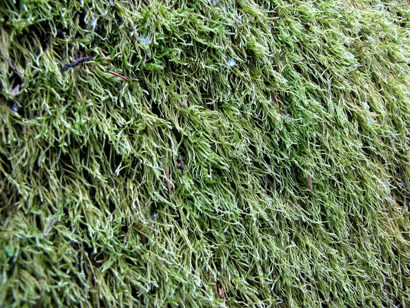 Brachythecium laetum